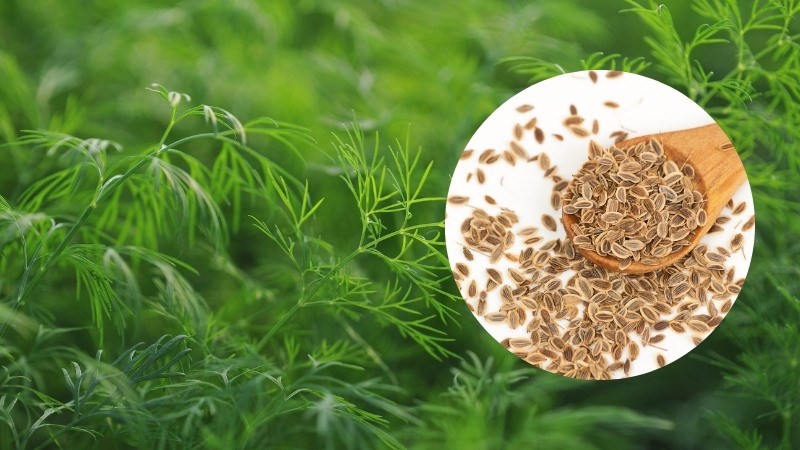 Lá và quả bộ phận thường dùng của cây thìa là.