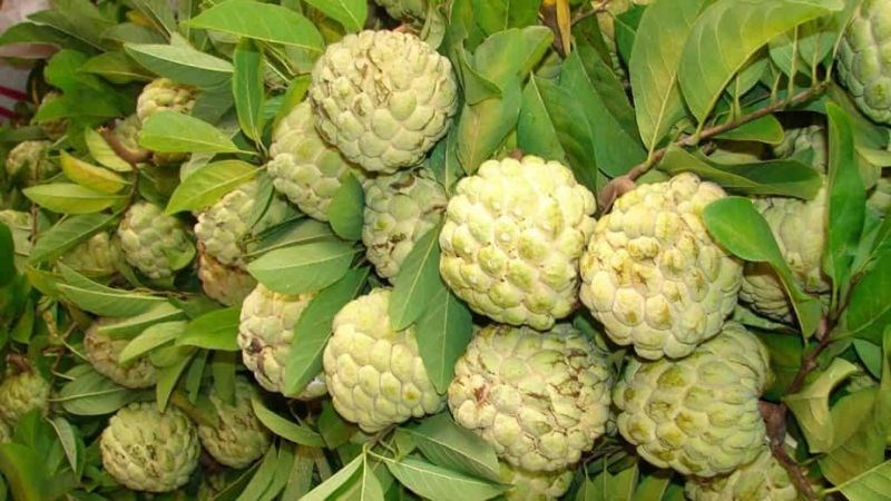 Thời điểm tốt nhất để ăn na là khoảng 1-2 tiếng sau bữa ăn chính