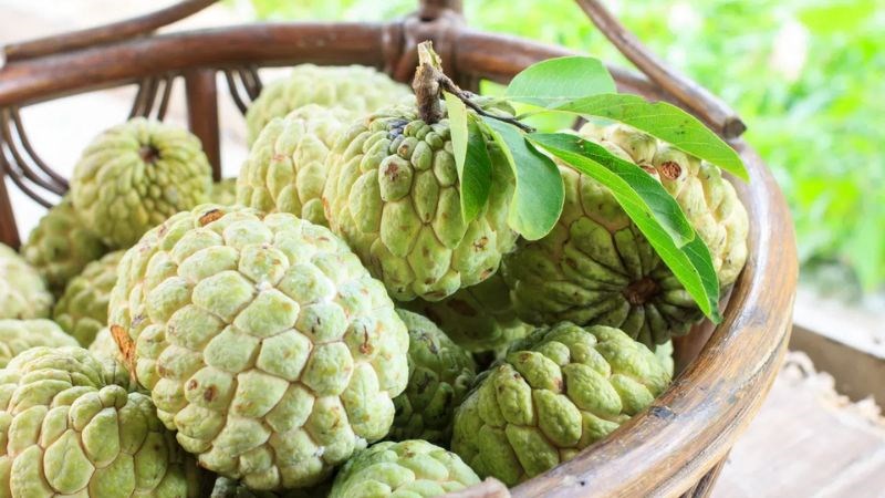 Na chín rất nhanh sau khi hái, vì vậy bạn nên ăn ngay sau khi mua