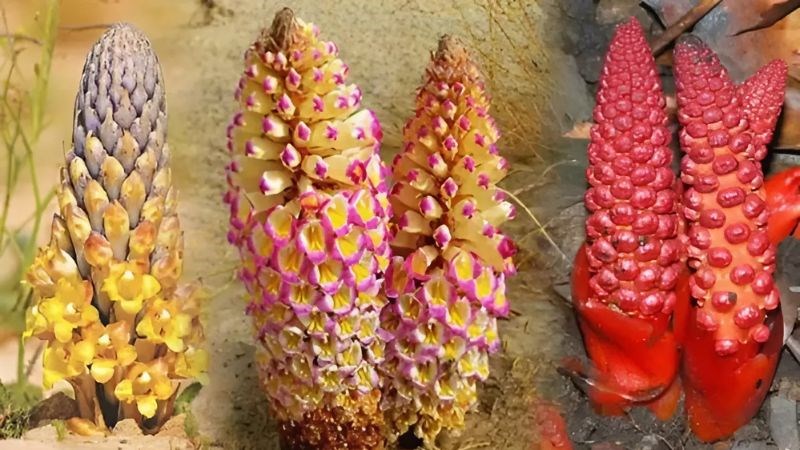 Nhục thung dung hình dáng giống một cái chày, đầu hơi nhọn 