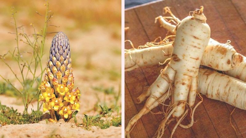 Nhục thung dung, đương quy, mật ong đem sắc nước uống giúp trị táo bón
