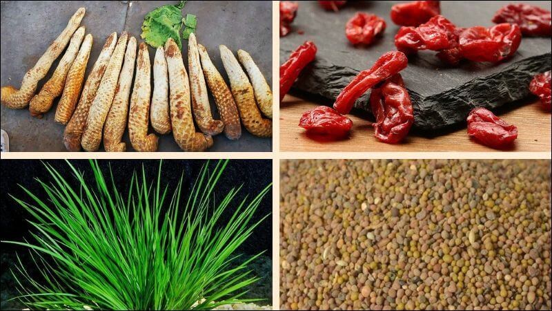 Bài thuốc từ nhục thung dung có thể chữa trị suy nhược thần kinh
