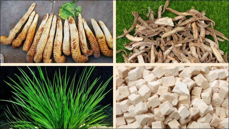 Bài thuốc từ nhục thung dung có thể chữa chứng hay quên ở người già
