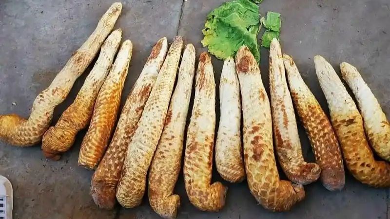 Phần rễ củ của nhục thung dung được sử dụng để làm thuốc