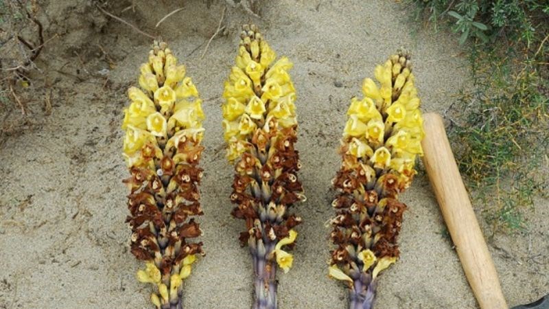 Nhục thung dung thường được sử dụng với liều 10 - 20g mỗi ngày