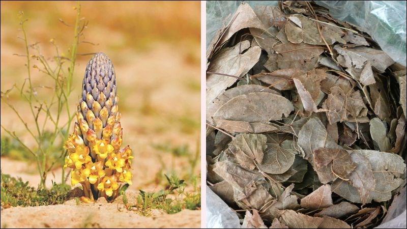 Nhục thung dung ngâm rượu với dâm dương hoắc chữa liệt dương