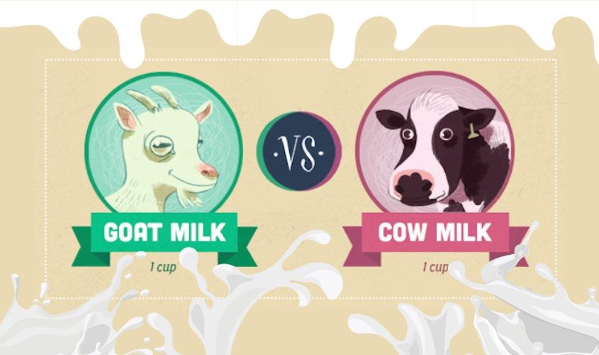sữa dê vs sữa bò