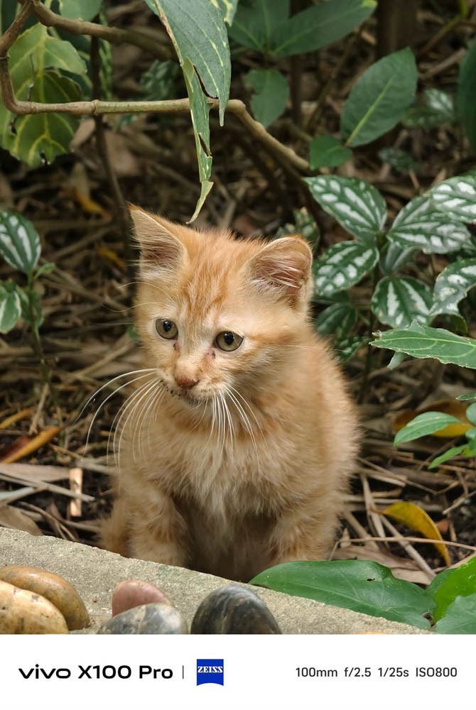 Đánh giá Vivo X100 Pro