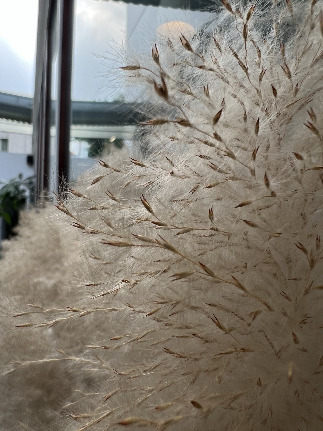 Ảnh chụp macro từ camera của iPhone 13 Pro. Ảnh chụp macro từ camera của iPhone 13 Pro.