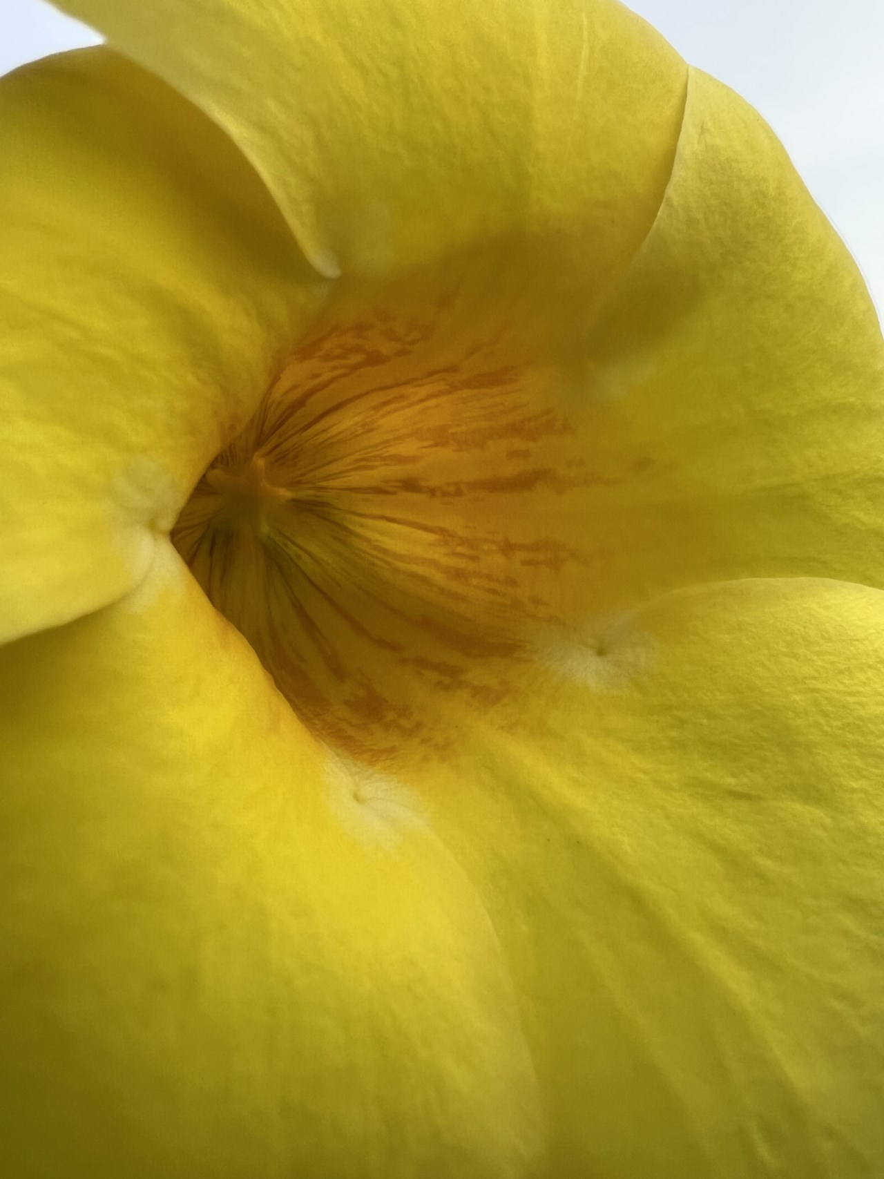 Ảnh chụp macro từ camera của iPhone 13 Pro. Ảnh chụp macro từ camera của iPhone 13 Pro.