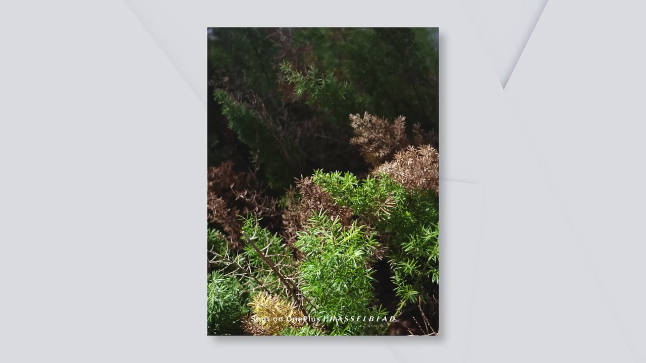 Ảnh chụp từ camera tele của OnePlus 12 Ảnh chụp từ camera tele của OnePlus 12