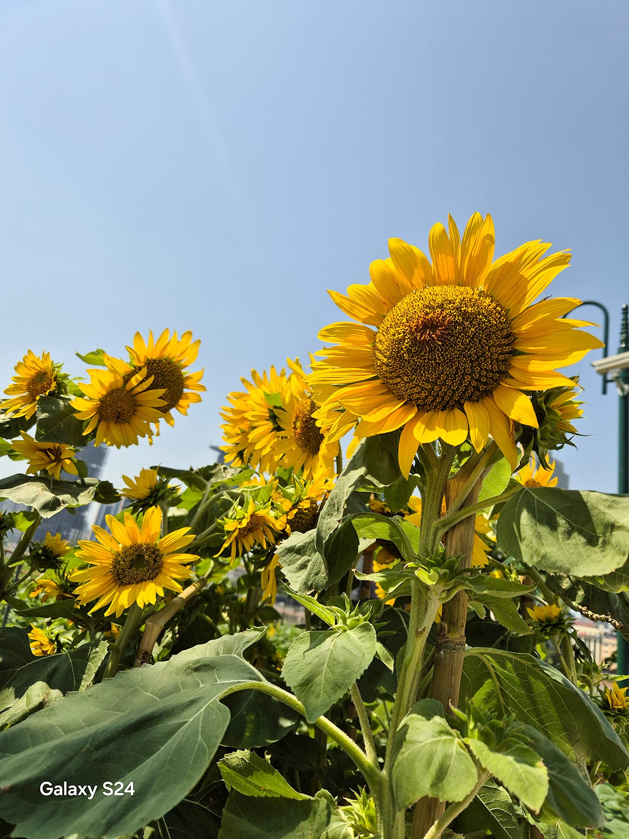 Ảnh chụp từ Galaxy S24 có độ tương phản sáng tối rõ ràng, màu sắc tươi tắn