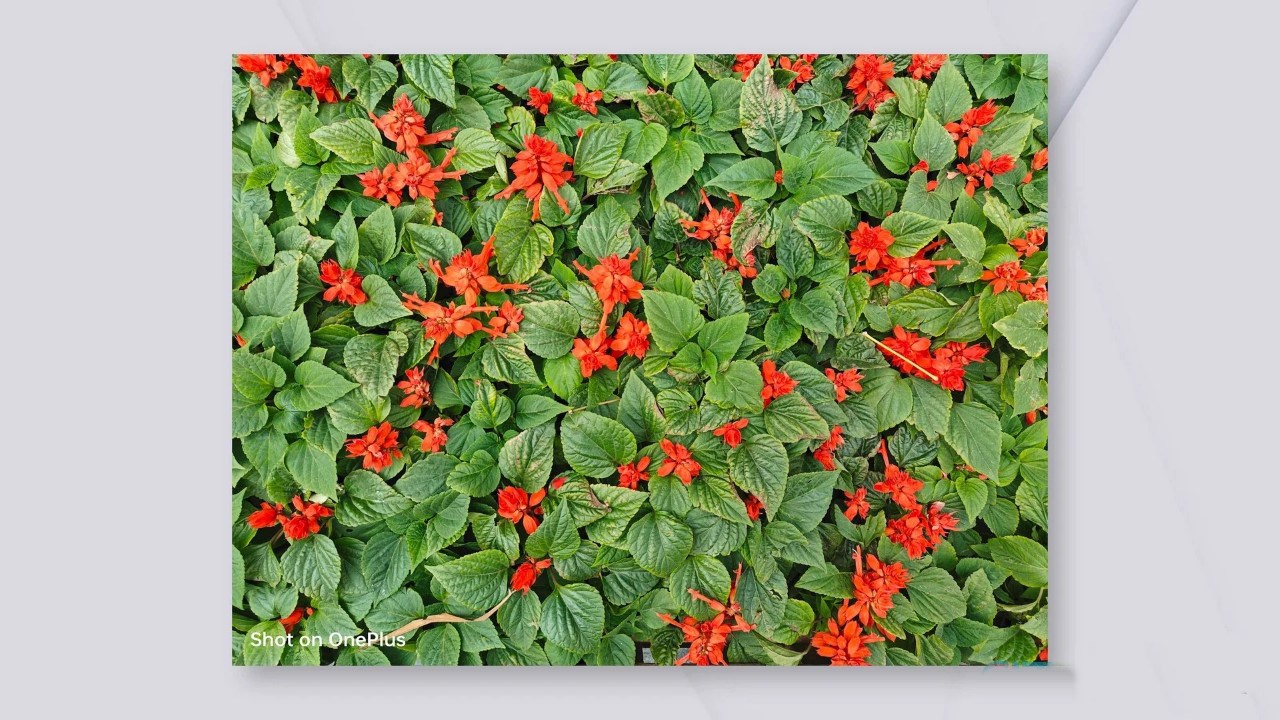 Đánh giá OnePlus Ace 3