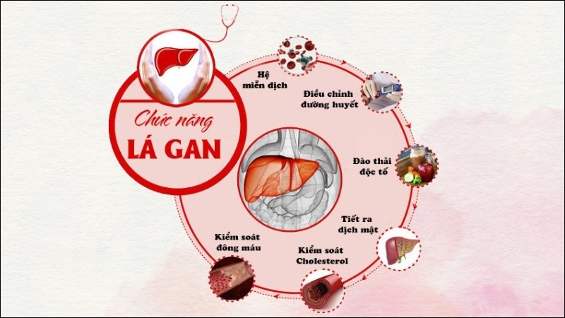 Gan là cơ quan giữ nhiều vai trò quan trọng trong cơ thể
