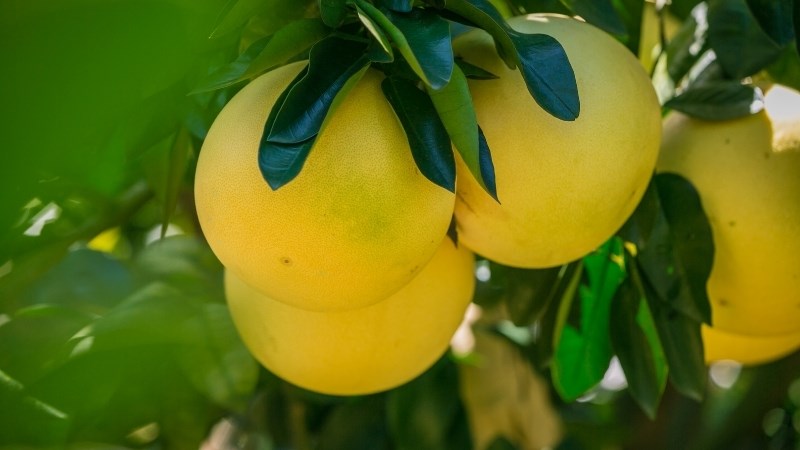 Bưởi là một loại trái cây mát gan