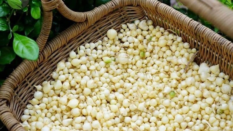 Củ nén là loại thảo dược có khả năng giảm ho hiệu quả cho trẻ