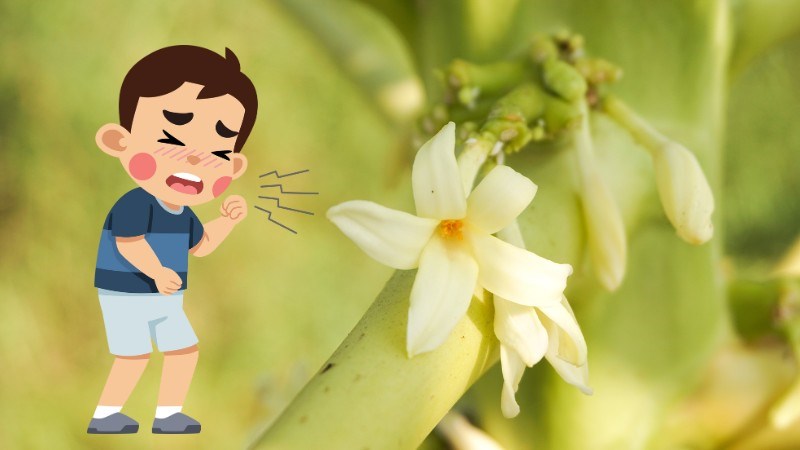Hoa đu đủ đực có tác dụng tốt trong hỗ trợ điều trị ho