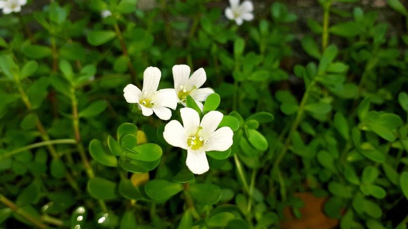 Rau đắng biển có thể dùng tươi hoặc phơi khô