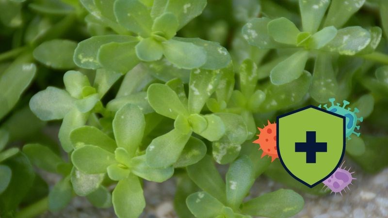 Rau đắng biển có thể giúp giảm tình trạng viêm