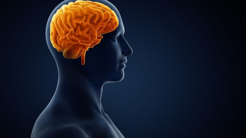 Rau đắng biển có thể giúp tăng cường chức năng não
