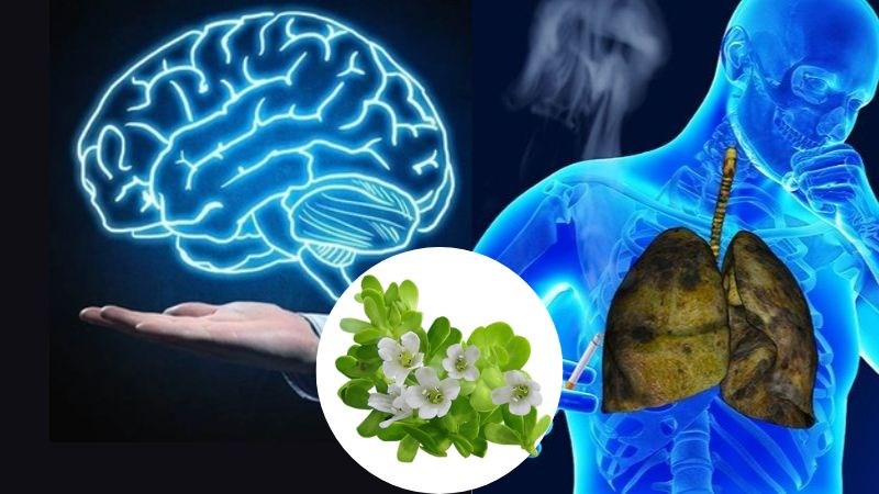 Rau đắng biển có tác dụng chữa suy nhược thần kinh, khàn tiếng