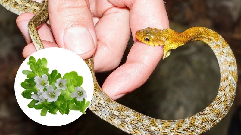 Bài thuốc từ rau đắng biển có thể chữa rắn cắn