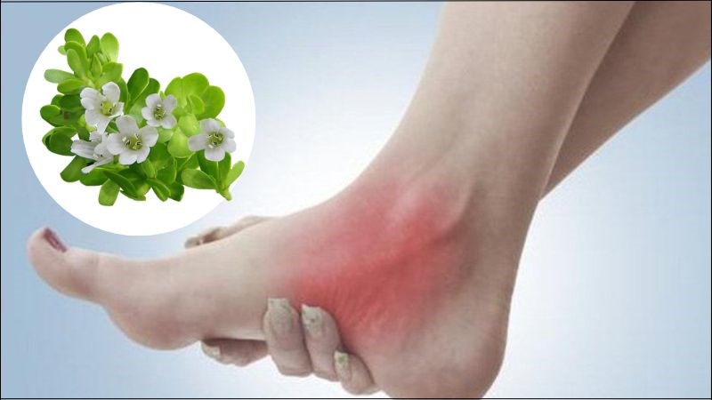 Rau đắng biển giúp chữa bong gân, sưng khớp