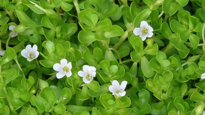 Rau đắng biển có tác dụng chống oxy hóa mạnh