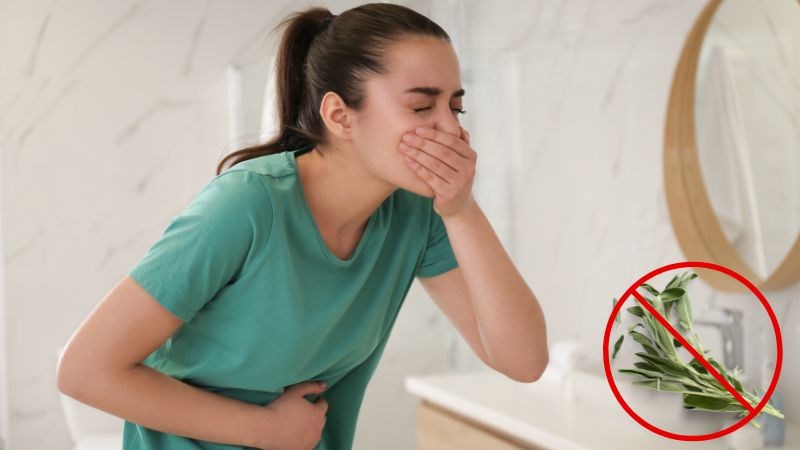 Cây xô thơm có nguy cơ gây ngộ độc nếu dùng không đúng 