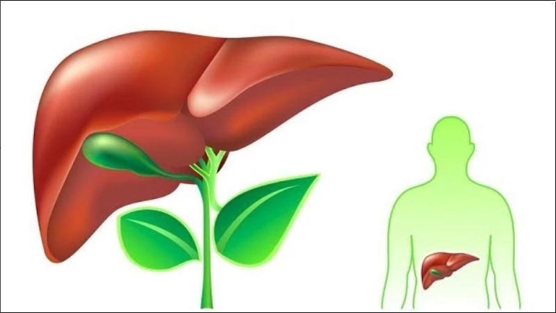 Vitamin khoáng chất trong đậu xanh có tác dụng giải độc, thanh nhiệt, điều hòa cơ thể