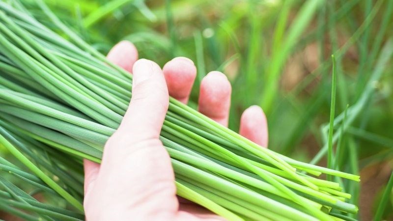 Lá hẹ có chứa các hoạt chất kháng khuẩn giúp dịu cổ họng và cắt cơn ho Lá hẹ có chứa các hoạt chất kháng khuẩn giúp dịu cổ họng và cắt cơn ho