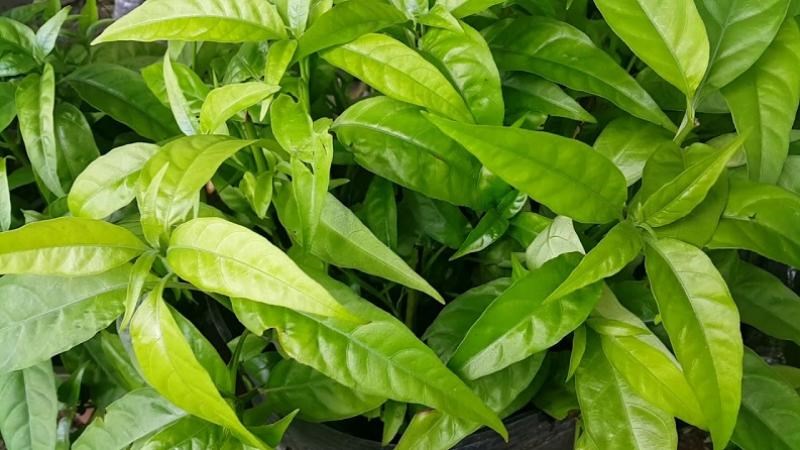 Cây xương khỉ: Tác dụng, cách dùng, liều dùng