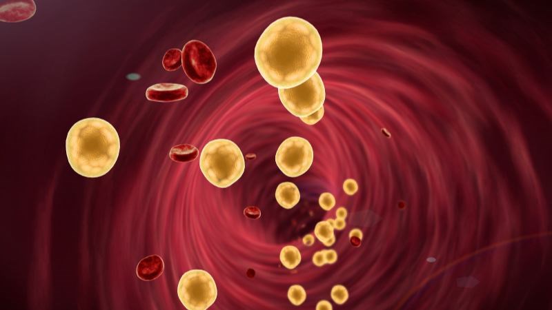 Nghiên cứu chỉ ra rằng hạt é có liên quan đến việc giảm cholesterol có hại