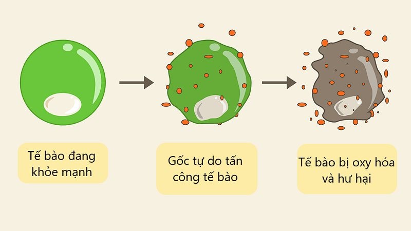 Chất oxy hóa trong hạt é có khả năng bảo vệ tế bào khỏi bị hư hại
