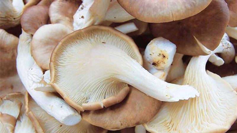Nấm bào ngư là thực phẩm có nhiều giá trị dinh dưỡng