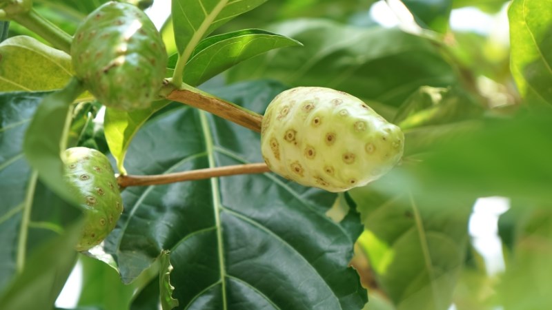 Lá nhàu có dạng bầu dục, bóng loáng 