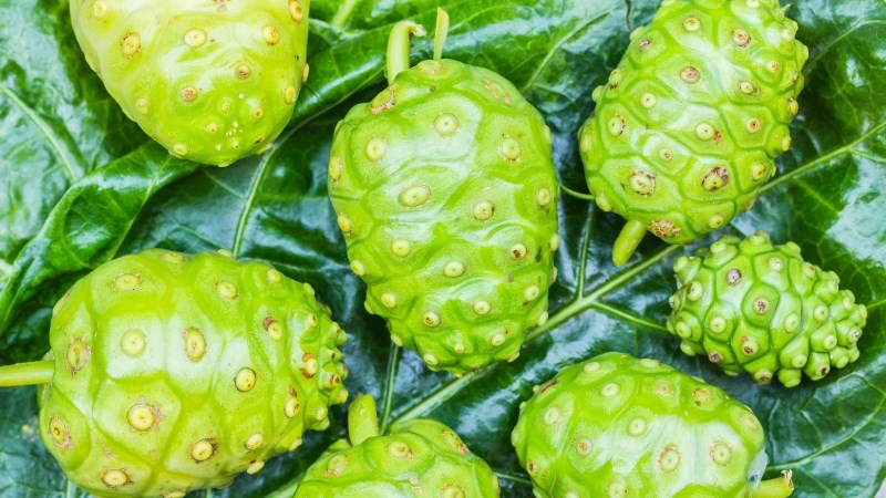 Nhàu giúp ngăn ngừa sự di căn của các tế bào ung thư 