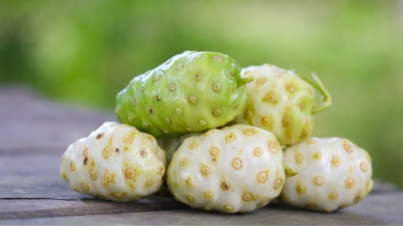 Quả nhàu non sắc mỏng ngâm với rượu giúp giảm đau xương khớp Quả nhàu non sắc mỏng ngâm với rượu giúp giảm đau xương khớp