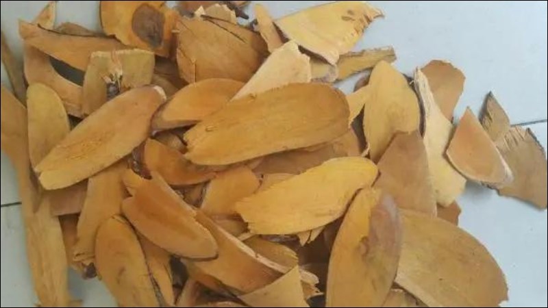 Rễ nhàu hỗ trợ điều trị tăng huyết áp Rễ nhàu hỗ trợ điều trị tăng huyết áp