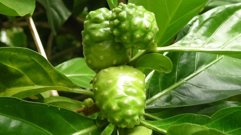 Lá nhàu tươi được sử dụng dưới dạng thuốc sắc giúp chữa cảm sốt, tiêu chảy Lá nhàu tươi được sử dụng dưới dạng thuốc sắc giúp chữa cảm sốt, tiêu chảy