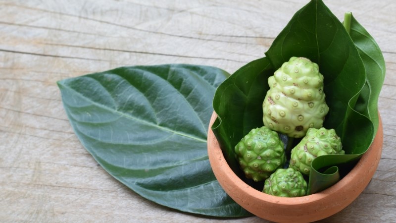 Mỗi ngày bạn có thể sử dụng 8-20g lá nhàu tươi Mỗi ngày bạn có thể sử dụng 8-20g lá nhàu tươi