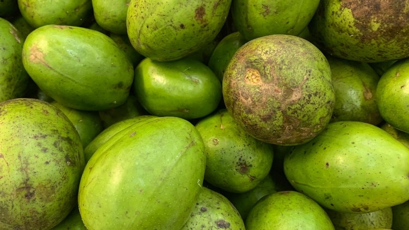 Cóc chứa nhiều loại vitamin và khoáng chất