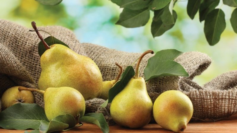 Lê là loại quả có vị ngọt, giòn, mùi thơm đặc trưng và hình chuông