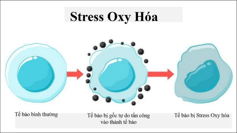 Lê giúp giảm stress oxy hóa và viêm trong cơ thể