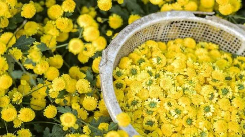 Bạn có thể sử dụng hoa cúc với liều từ 9 - 15g dưới dạng thuốc sắc