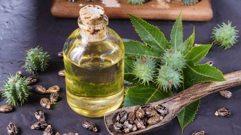 Thầu dầu được chiết xuất bằng methanol có tác dụng chống viêm mạnh