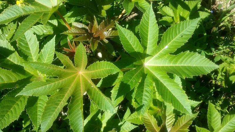 Thầu dầu có tác dụng giảm đau trung ương hiệu quả