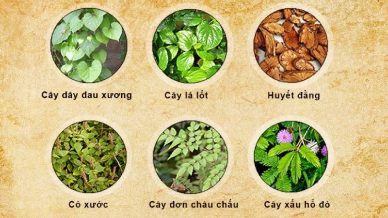 Thầu dầu là một trong những vị dược liệu chữa xương khớp tốt