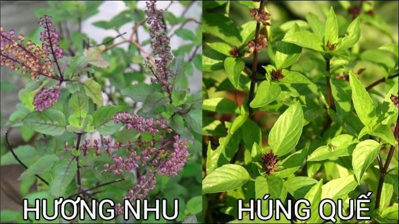 Cây hương nhu không phải là cây húng quế mà chỉ có một vài đặc điểm giống nhau