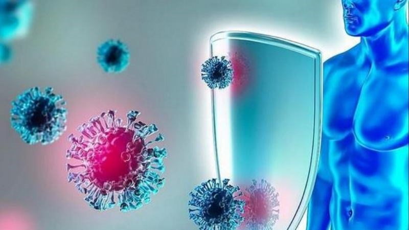 Hương nhu có hoạt tính kháng khuẩn, kháng virus nên giúp tăng khả năng phòng vệ và chống nhiễm trùng